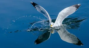 1. Rang: Eine Möwe landet auf dem Neuenburgersee.