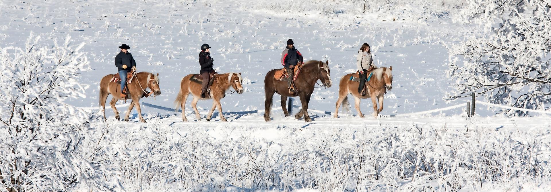 Gruppe von Pferden mit Reitern im Schnee