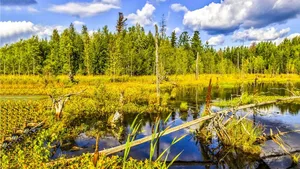 Die nachhaltige Nutzung von Mangrovenwäldern, Mooren, Flüssen und Seen soll an der Ramsar-Feuchtgebiet-Konferenz verbessert werden.