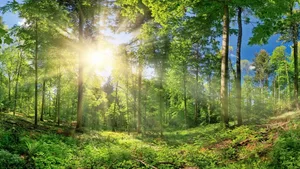 Der Wald, ein hoch komplexes Ökosystem, in dem es viel zu entdecken gibt: Peter Wohlleben ist derVersuch geglückt, in seinem Nachschlagewerk die wichtigsten Komponenten und Bewohner zusammenzustellen.