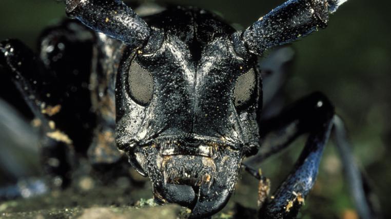 Anoplophora_glabripennis2.jpg