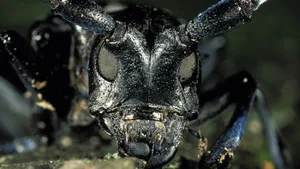 Zur Bekämpfung des Asiatischen Laubholzbockkäfers (Anoplophora glabripennis) werden eigens dafür trainierte Spürhunde eingesetzt.