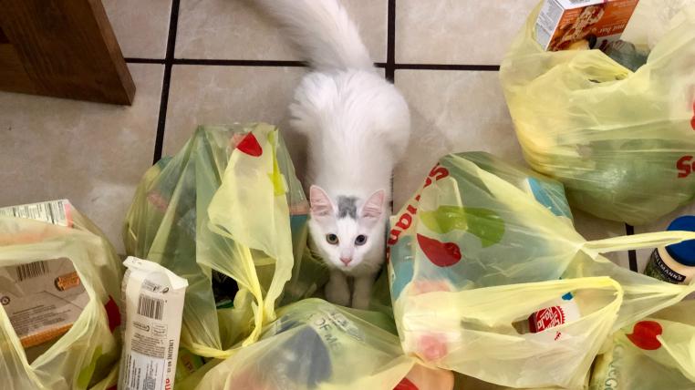 Katze inmitten von Plastik