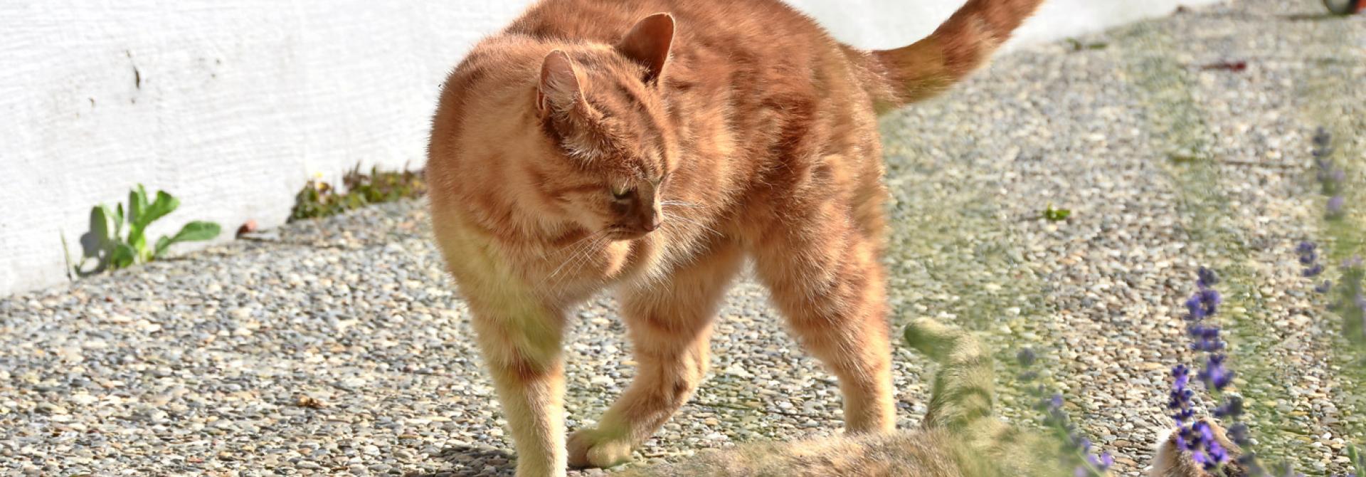 Katze mit drei Beinen
