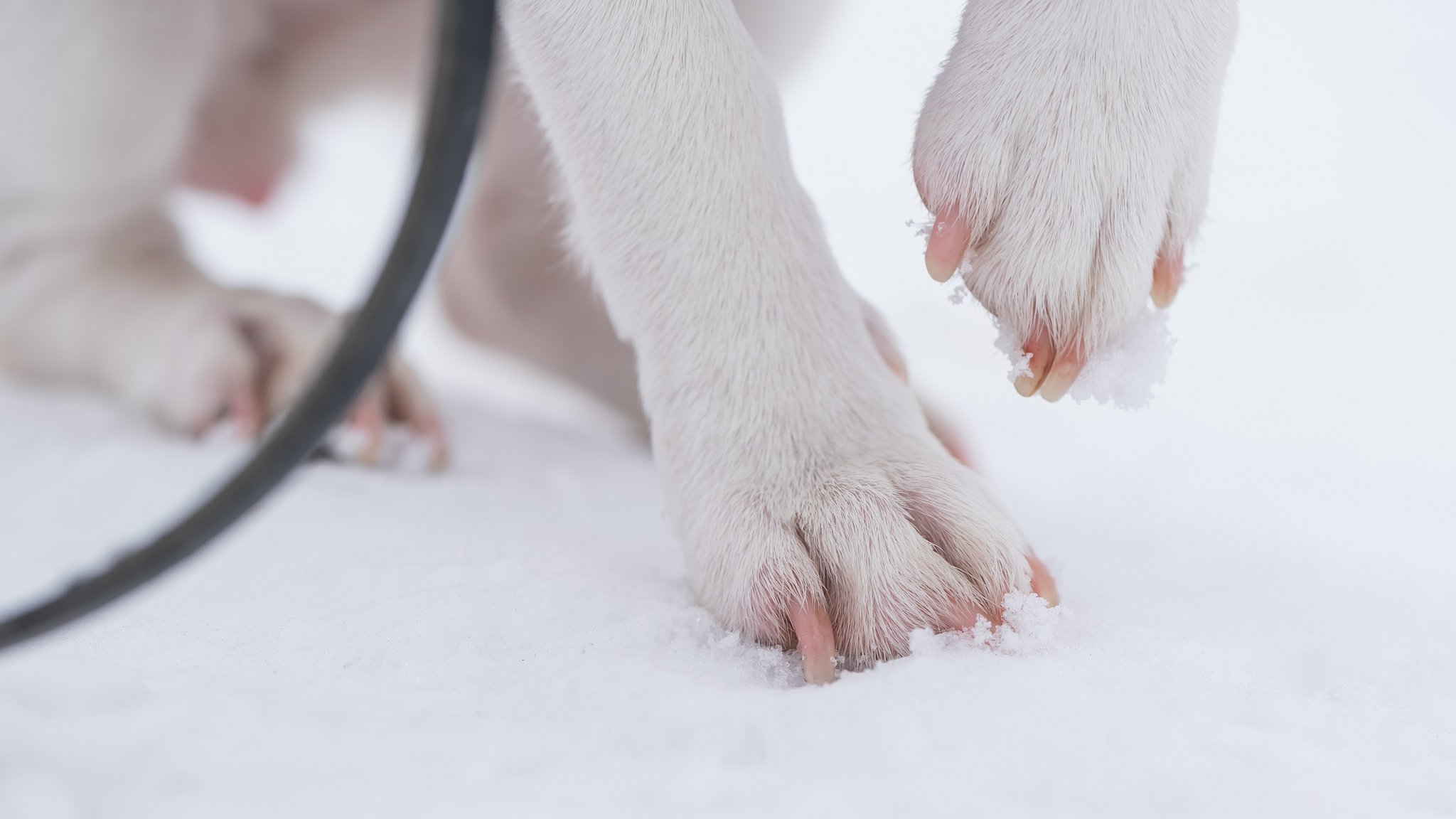 So schützt man die Pfoten seines Hundes im Winter