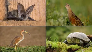 Viele Tiere sind am Aussterben, auch in der Schweiz.