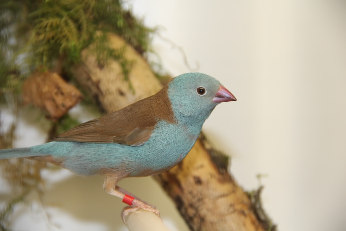 Angola-Schmetterlingsfink, Schmetterlingsfink und Blaukopf-Schmetterlingsfink: drei blaue Vogeljuwelen Afrikas