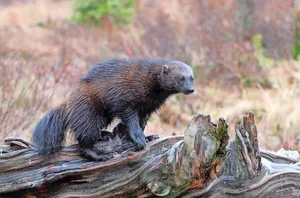 In der Taiga ist sogar der seltene Vielfrass zu sehen.