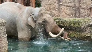 Maxi im Pool des Kaeng-Krachan-Elefantenparks im Zoo Zürich.