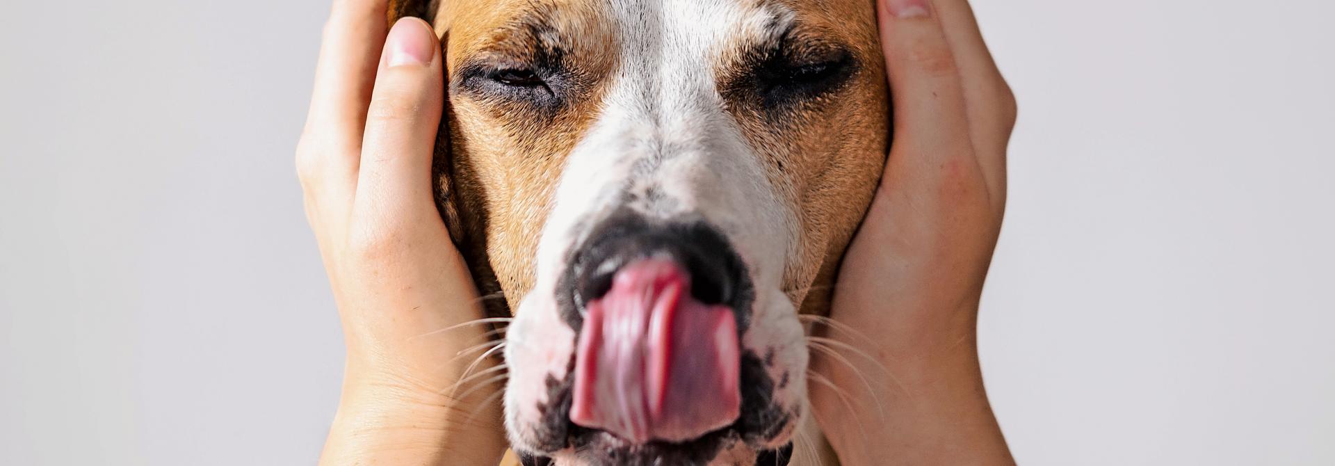 Mensch hält Hund die Ohren zu