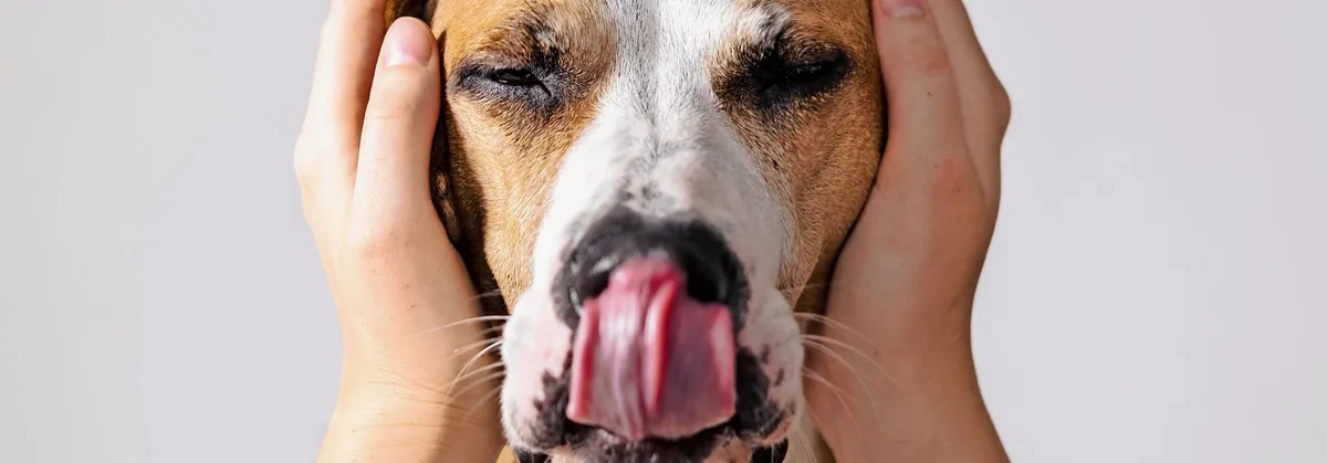 0dbe40eb175e7245468837d916718d068d937969 Mensch hält Hund die Ohren zu