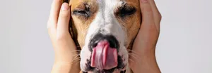 Halterinnen von Hunden mit Geräuschangst sollten dafür sorgen, dass der Hund so wenig wie möglich von der Feuerwerksknallerei draussen mitbekommt.
