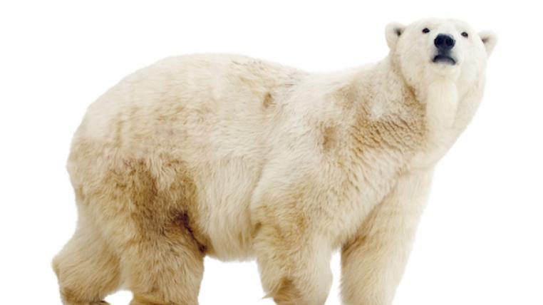Eisbär