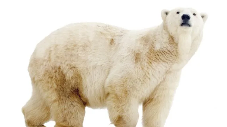 492523c389ce100284778567a8083a531d25d016 Eisbär