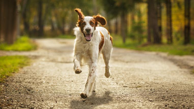 Hund rennt fröhlich auf Waldweg