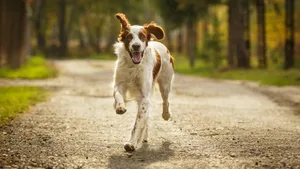 Hunde können das Erdmagnetfeld wahrnehmen, um sich zu orientieren, glauben Forschende.