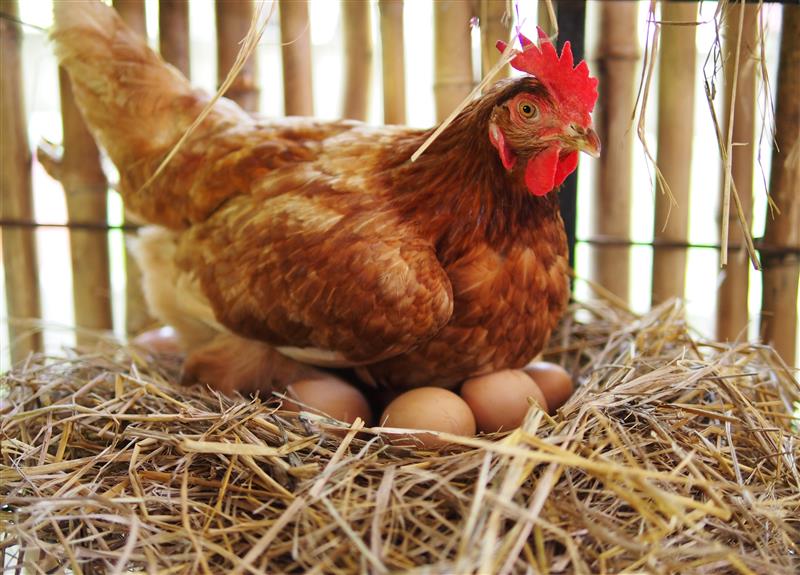 War zuerst das Huhn oder das Ei da?