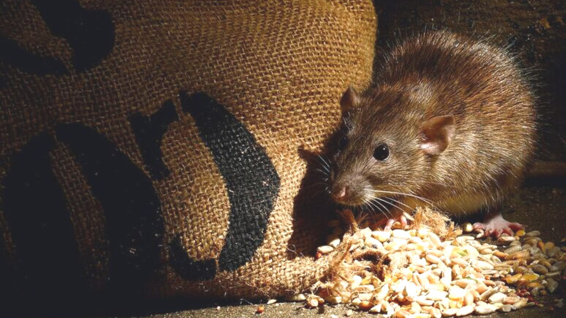 Diese Tiere leben im Keller