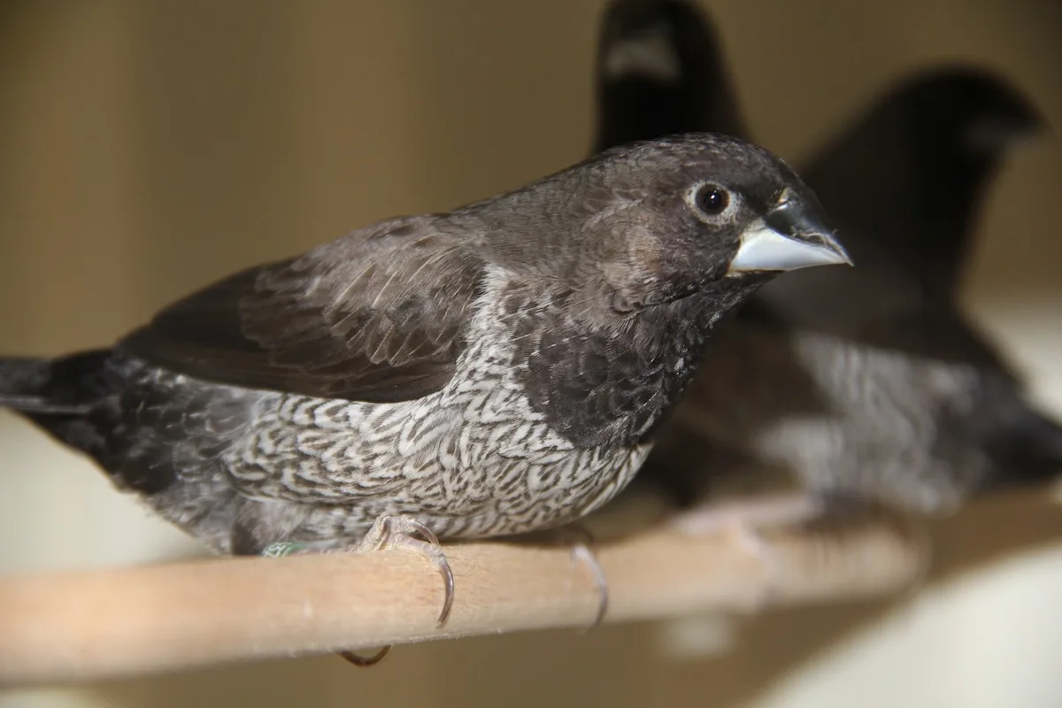 IMG_5349_Kopie Japanisches Mövchen: ein Vogel, den es in der Natur nicht gibt