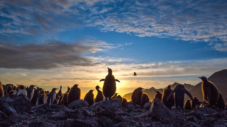 Pinguine in Südgeorgien