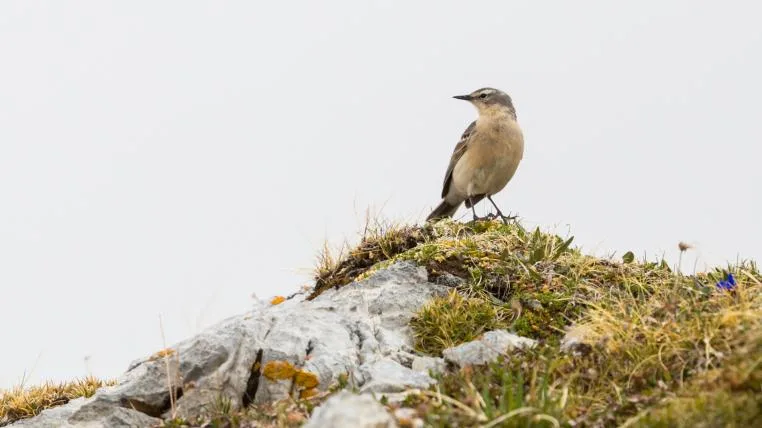 b578b89e233997c9ada385b7e910fdb79311cb81 Bergpieper