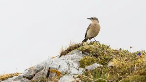 Der Bergpieper (Anthus spinoletta) lebt oberhalb der Baumgrenze. Logischerweise hat er dort keine Bäume zum drin nisten. Also versteckt er seine Eier im Schutz von Gras und Steinen.