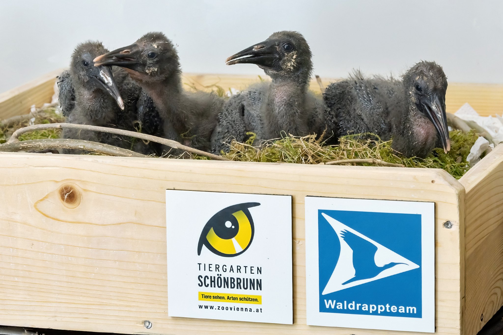 Handaufzucht von Waldrapp-Küken