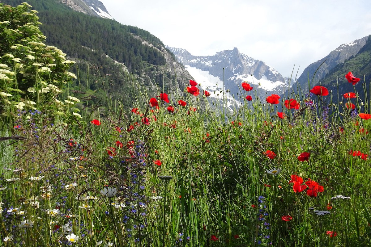 Exkursionen in der Walliser Lötschbergregion