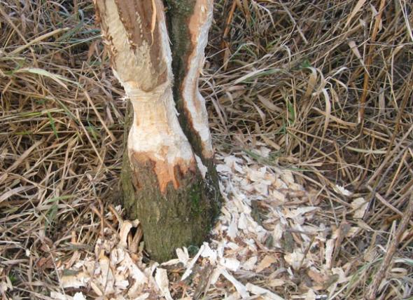 Biber_Baum_Lich_Gerhard-Schaefer-by-sa_s.jpg