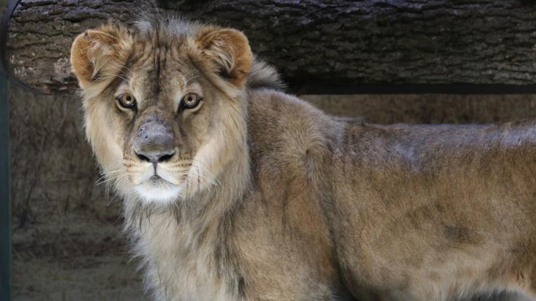 Löwe Makuti im Zoo von Servion