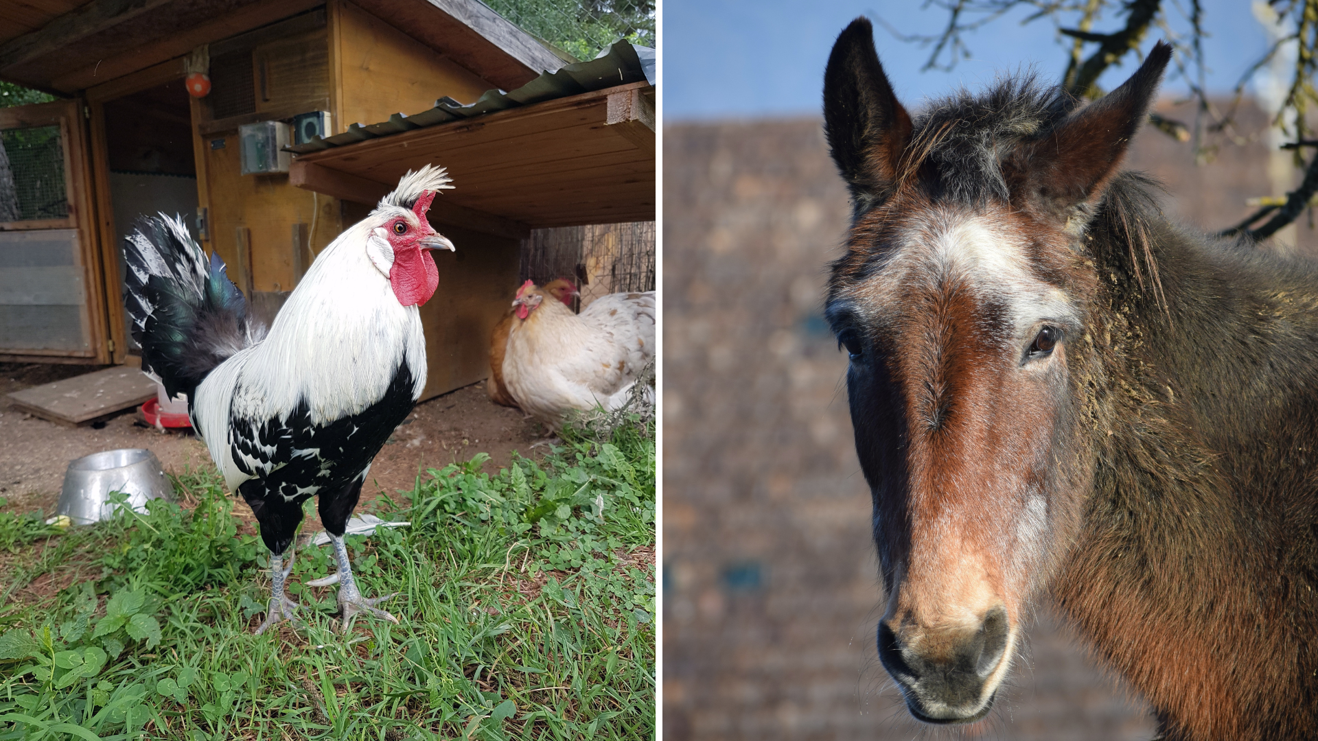 Wo ausgediente Tiere ein Zuhause finden