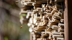 Der Wildbienenbestand in den USA nimmt ab – mit weitreichenden Folgen für Pflanzen und die Landwirtschaft generell.