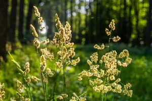 Das Gemeine Knäuelgras ist eines der Übeltäter während der Pollensaison.