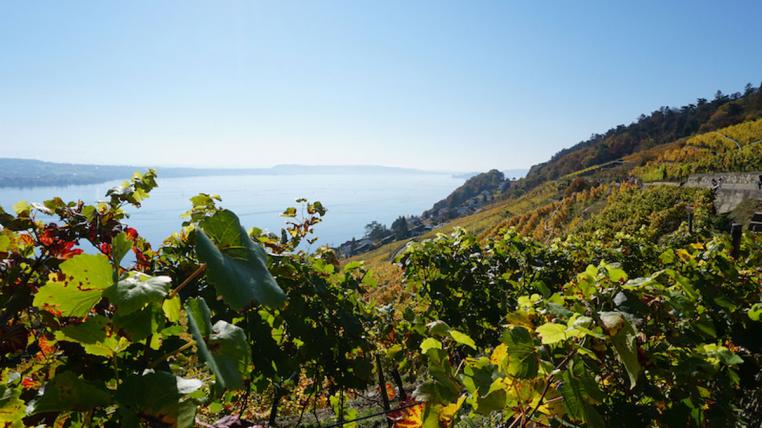 Weinbau am Bielersee