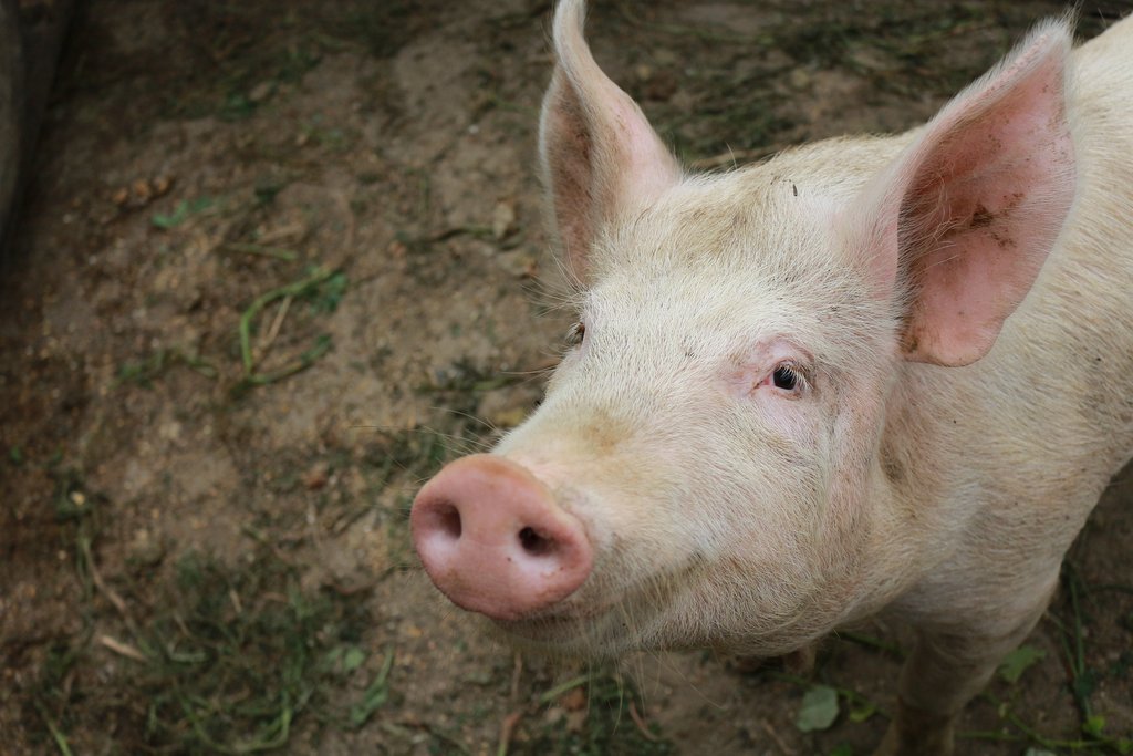 Schweine sind laut Studie hilfsbereit