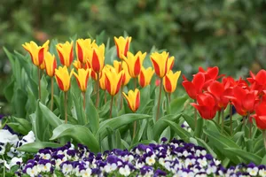 Tulpen entfalten sich wirkungsvoll in Gruppen ähnlicher Farbtöne.
