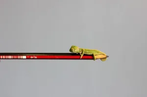Die frisch geschlüpften Chamäleon-Babys sind dünn wie ein Bleistift.