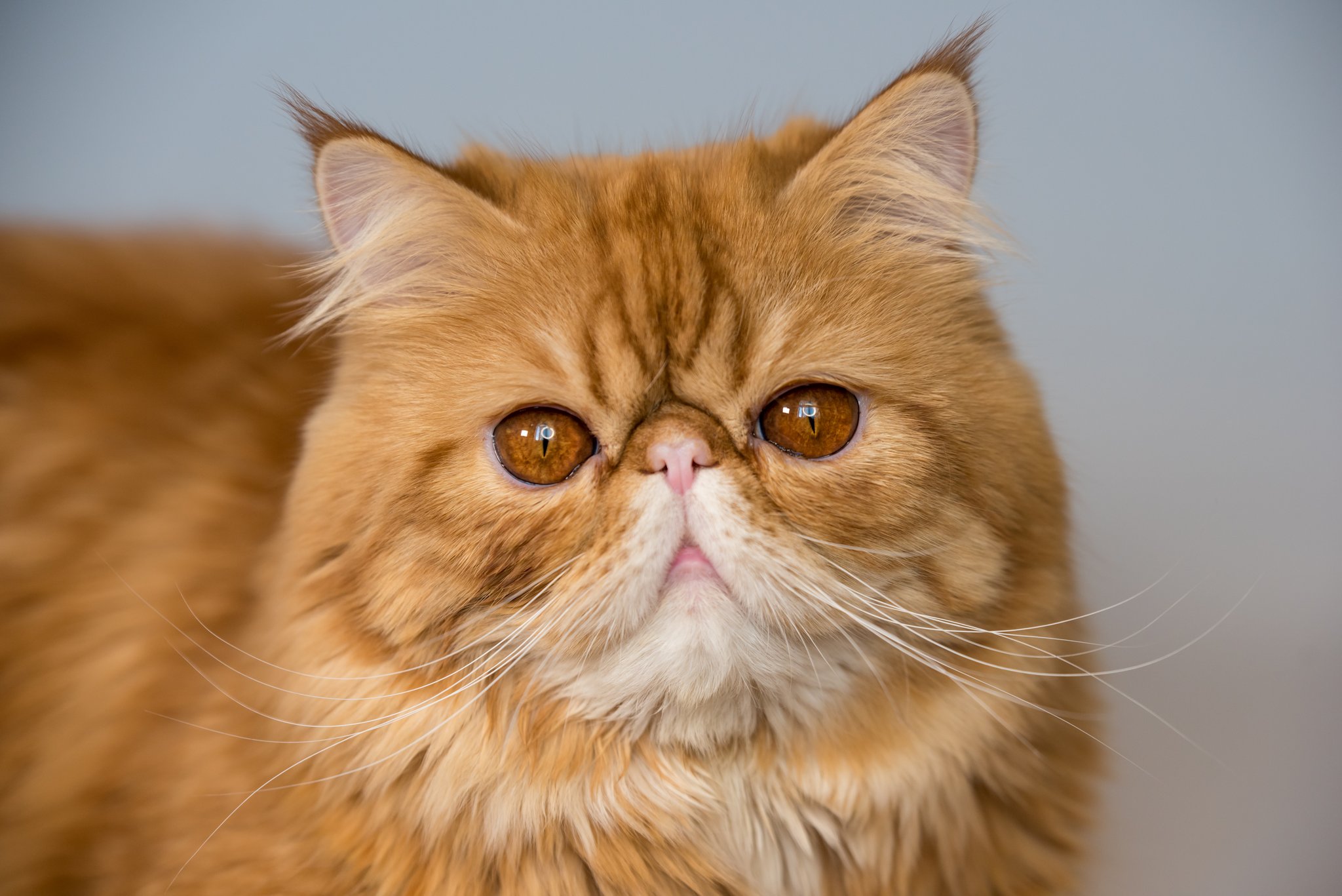 Perserkatzen: Langes Fell, kurze Nase