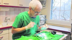Nach dem Röntgen (Bilder unten) setzt Tierarzt Gottfried Morgenegg zur Operation am Kiefer von Meerschweinchen Frederic an.