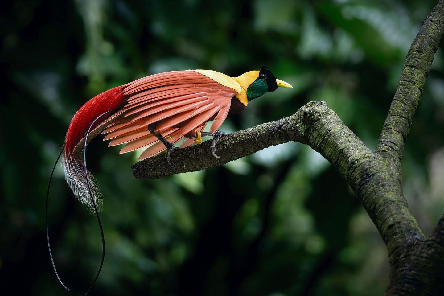 Der schönste unter den Schönen: der Paradiesvogel.