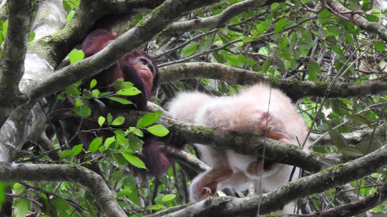 Orang-Utans Alba und Unyu