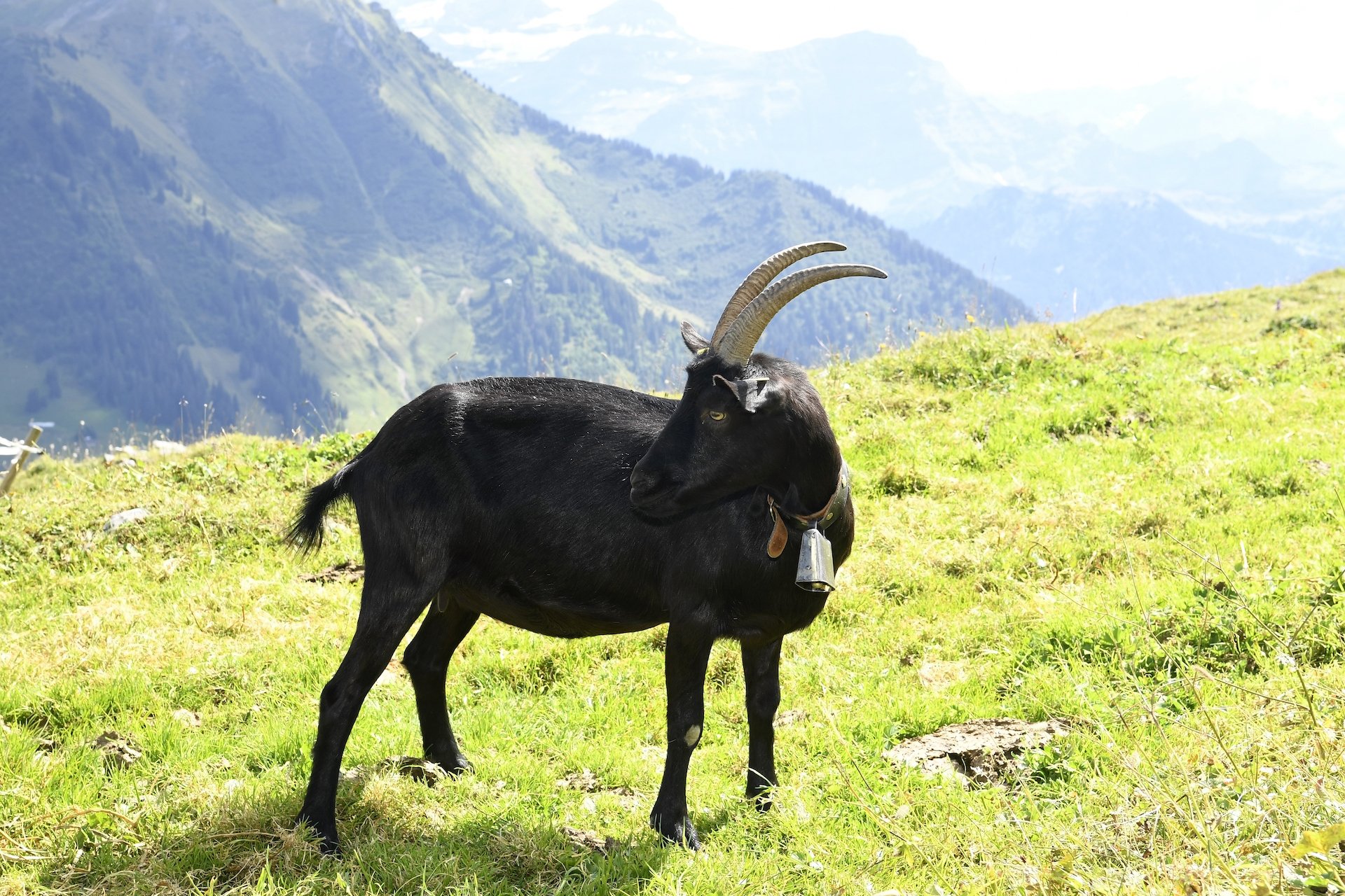 Warum die Ziegenrasse Nera Verzasca immer seltener wird