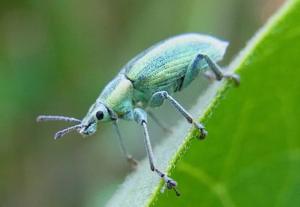 2a04c887cf7f137594a3d30a4857c3adbcae64fc Rüsselkäfer1