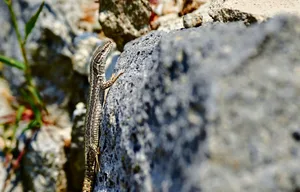 Echse können von Steinhaufen profitieren.
