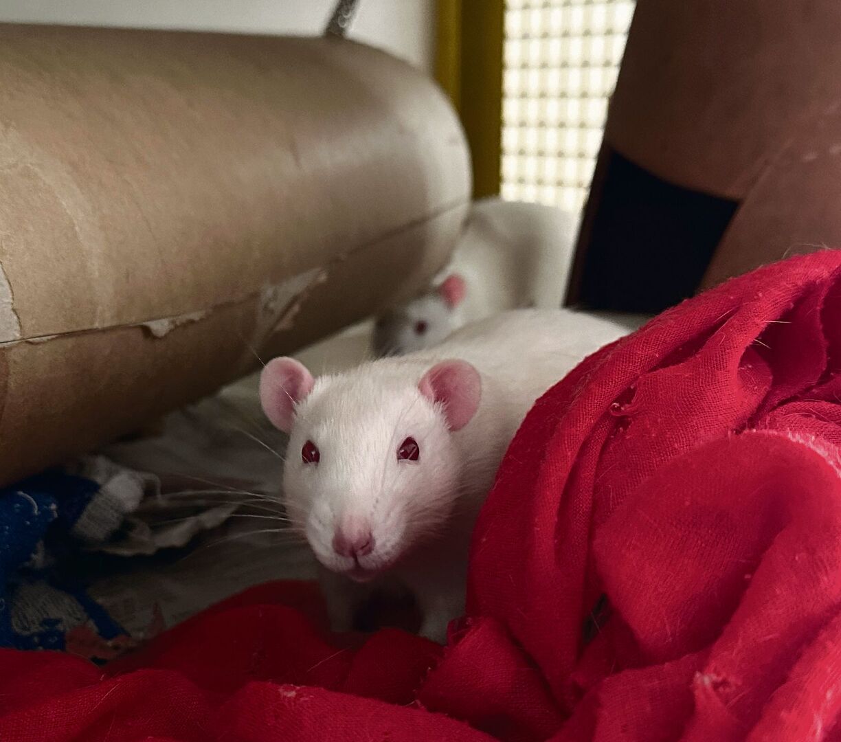 Ratte im Kàfig