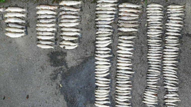 Fischsterben im Kanton Freiburg