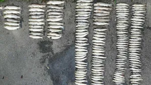 Diese toten Fische wurden aus dem verschmutzten Gewässer geborgen.