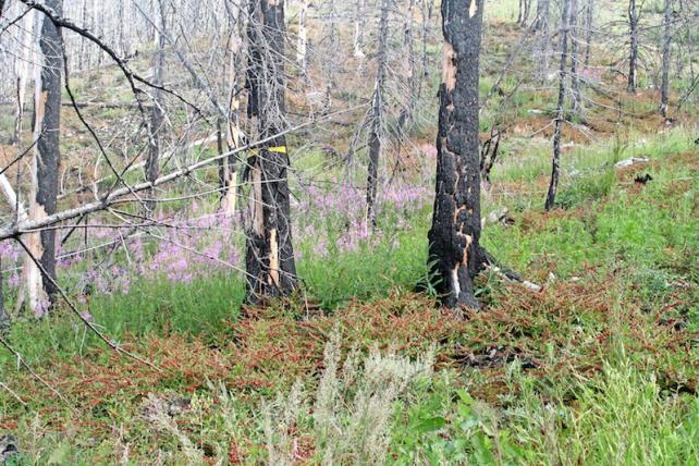 Waldbrand_2006.jpg
