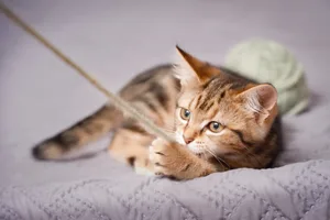 Ökospielzeug besteht aus Materialien, mit denen Katzen bedenkenlos herumtollen können.