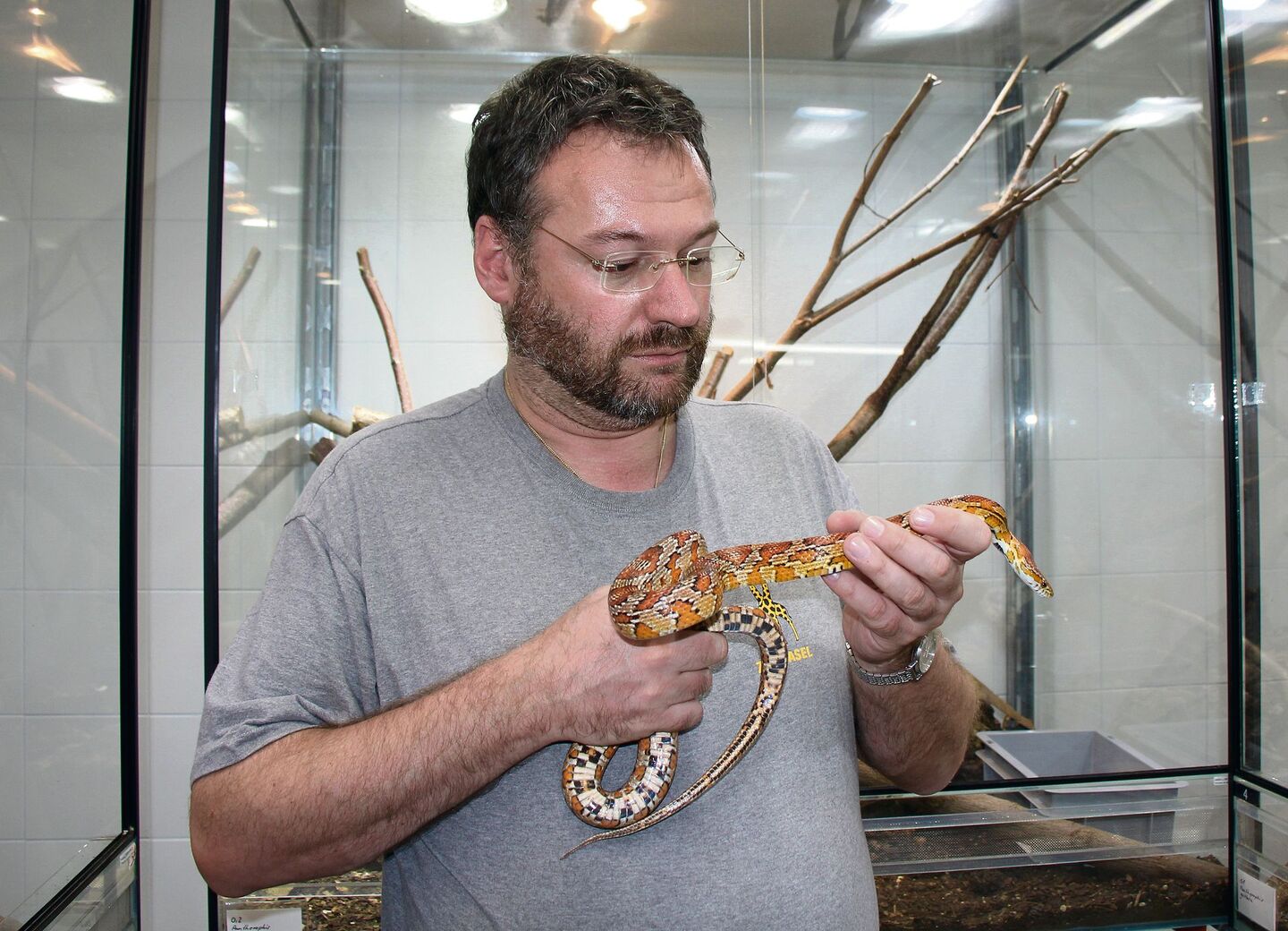 Der Kurator des Basler Zoos, Fabian Schmidt, mit einer Kornnatter.